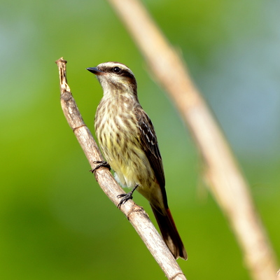 Piratic Flycatcher